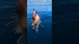 Fishing in Australia Turns Magical - Dolphins Swim By 🐬 #australianwildlife #fishingadventure