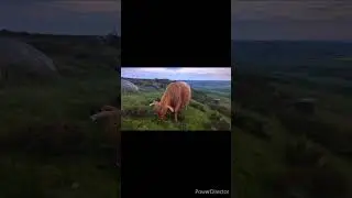 Epic Highland Cows at Baslow Edge 😊