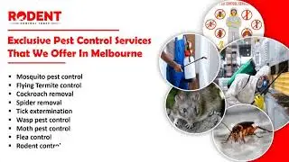 Reliable Pest Control Services in Melbourne at Lowest Costs | Hire 