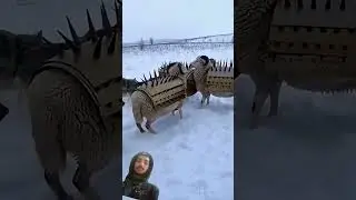 The Ultimate Solution to Protect Sheep from Wolves 🐑🛡️🐺 양을 지키는 최고의 방법 #animals #wildlife #動物映像 #動物映像