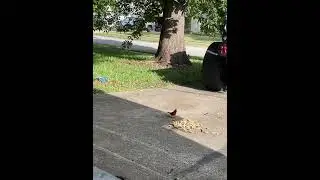 Billy blue jay and my squirrels