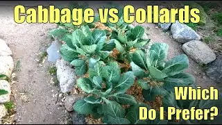 Why I Prefer Collards to Cabbage