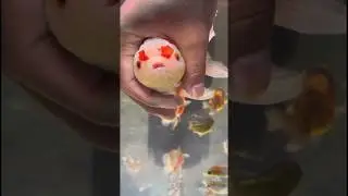 Goldfish Oranda  #goldfish #fish #ranchu_goldfish #goldfishoranda