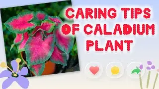 Caladium plant caring tips#Caladium #CaladiumCare #PlantCareTips #IndoorPlants  #GardeningTips  