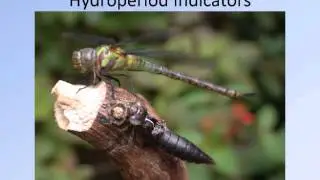 CHNEP Watershed Summit: Macroinvertebrates of Canals and Streams, A Rapid Field Assessment