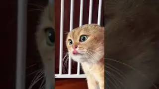 Funny CatsSaying Weird Things😂😂😂😂#funny #america #cat #kittens