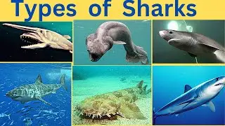 Types of Shark Species Explained | Fascinating Shark Facts