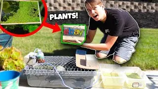 Buying *LIVE* PLANTS Online From EBAY! (Duckweed Plant For POND/AQUARIUMS)