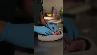 A newborn baby monkey is found crying after falling from a tree,  6