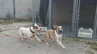 Julian, atlas + toby