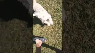 Daisy plays on fresh windy day 🍃 ep 276 #puppy #dog #dogs #play #tag #toys #toy
