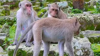 After rain Jane Jazzy and Jonna are looking nature food they are very hungry Jonna doesn't into milk