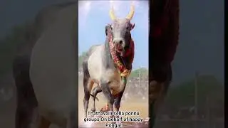 Thathavalli sella ponnu groups On behalf of happy Pongal #subscribe #trending #video