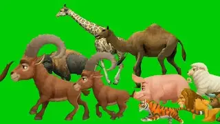 Animal stampede part 1 | Animal stampede green screen fast | Animal stampede zoo cartoon
