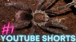 Pamphobeteus sp nigricolor by Beast Spiders :)