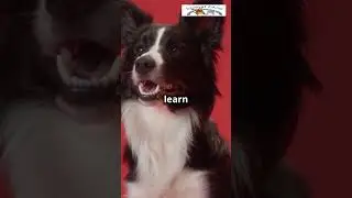Top 3 Smartest Dog Breeds Ever!