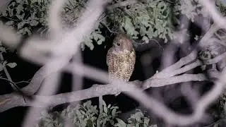 Pel's Fishing Owl in Botswana!