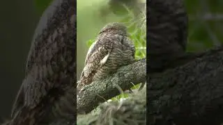 Lesser Nighthawk #shorts