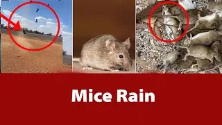 Mice rain from sky in Australia | Rat news | Mice Rain | Strange TV
