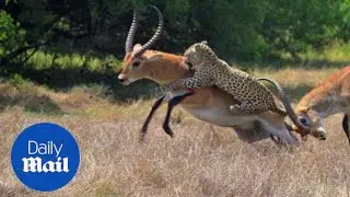 INCREDIBLE footage shows antelope fighting off leopard (related) - Daily Mail