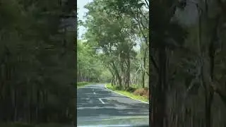 The Nilgiris - Gudalur