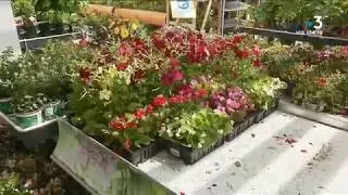 Avec les ponts du mois de mai, les jardineries font le plein