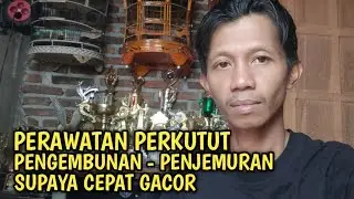 PERAWATAN BURUNG PERKUTUT SUPAYA CEPAT GACOR ... !!! TIPS PENTING .