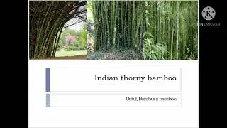 10. Indian Thorny Bamboo, Unthul, Bamboosa Bamboo. Kurinjipattu 99 flowers song- Kapilar.