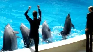 Circus. Performance. Dolphin Show !!! Dolphins can sing !!!