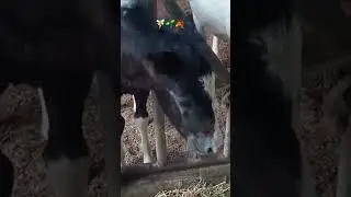#가가홀스 #horse #동물치유농장 #힐링