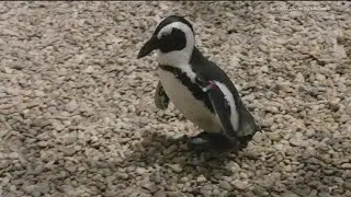 New shoes give adored San Diego Zoo penguin another chance to thrive