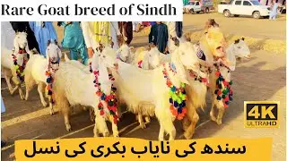 Rare goat breed of Sindh Baggi Turi