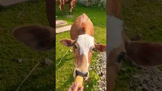 My #cow #enjoyed #eating #corn #so #she #comes #to #my #house #to #eat #it