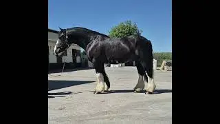 GHD- Thomas The Tank 15.1hh 5yr old Heavyweight Irish Cob