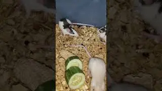 Hi pets lovers 