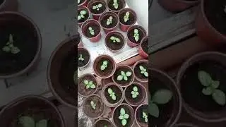 Vegetable & Herb Garden Update (June 2025)