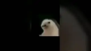 Bird is the word | Питер Гриффин - птица-синица #packpack #memes #bird