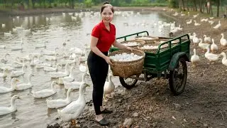 Harvested 1000+ Duck Eggs from Ducks Farm - Use Truck to Transport Many Ducks Eggs Go To Maket Sell