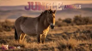 8K Wildlife World &ndash; Wild Animals in Ultra HD with Stunning Visuals