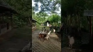 day2 @ umaverde farm #cool #goat #nativechicken