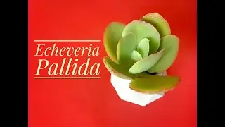 Echeveria Pallida. Reproducción y cuidados básicos. Suculenta para Principiantes.