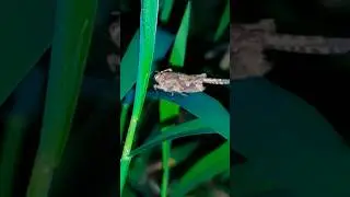 The amazing 😍🤩🥰😍🤩🥰 animal #nature #environment #naturelovers #animals