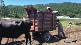 Virtual Archive of Draft Animals in the 21st century: Kevin Cunningham (USA)