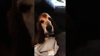 Ben's savoring his favorite bone, He's caught on camera and wants to say hi🐾📹 #cutedogs #doglife