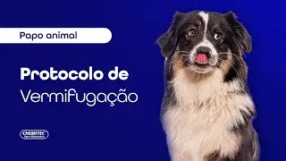 Protocolo de vermifuga&ccedil;&atilde;o em pets: como funciona?