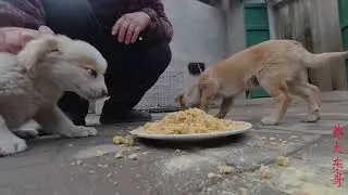 流浪狗小白沒想天生護食，第一次吃肉餡直接霸占，看麥豆敢還擊嗎