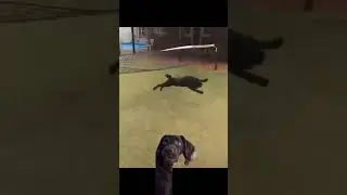 Canine Comedy: Laugh-Out-Loud Dog Reactions to Life's Silly Moments
