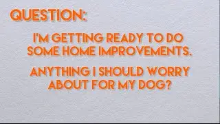 Keeping Dogs Happy and Healthy During Home Improvements