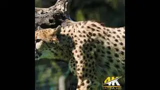 Cheetah roaming in the forest#shorts
