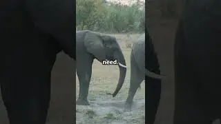 This Animal Understands Empathy Better Than You🧠🐘 #facts#animals #nature #interestingfacts #elephant